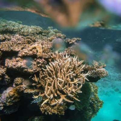 Different sized coral underwater